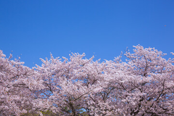 満開の桜と青空。