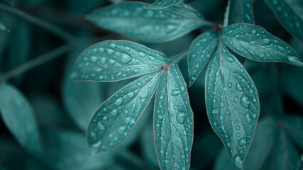 dew drops on beautiful green leaves in sunshine at garden, summer concept  