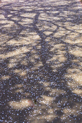 桜の花びらと木洩れ陽。