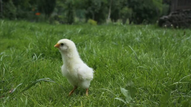 Small baby chicken walking at farm.  Agricultural poultry concept.
