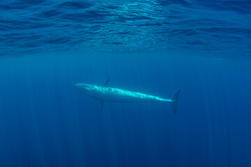 Bryde's whale, Indian Ocean, Sri Lanka.