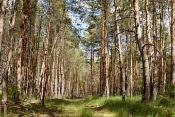Fir and pine trees in a forest