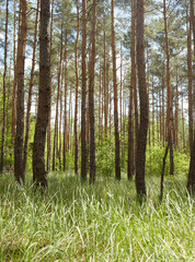 Fototapeta premium Fir and pine trees in a forest