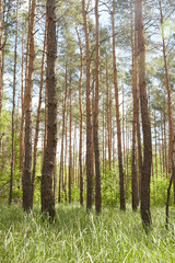 Fototapeta premium Fir and pine trees in a forest