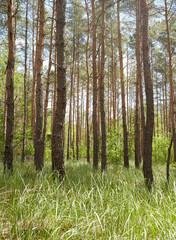 Fir and pine trees in a forest