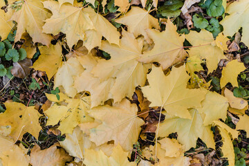 fallen maple leaves, autumn maple leaves, yellow leaves