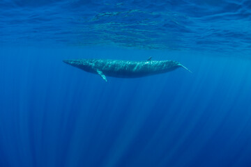 Obraz premium Bryde's Whale, Indian Ocean, Sri Lanka.