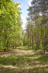 Mixed forest with fir, pine and broad-leaved trees