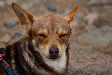 Friendly dog tied up on ground with stones and dirt resting with sleep and pretty gaze