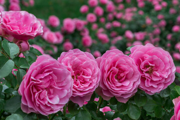 Pink buds of pink roses. Close up.