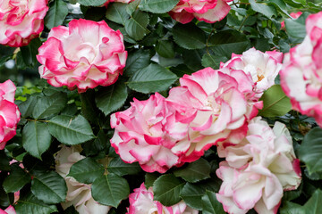 Blooming rose buds. Close-up.