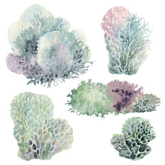 Watercolor moss illustrations set.