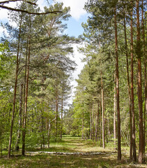 Obraz premium Fir and pine trees in a forest