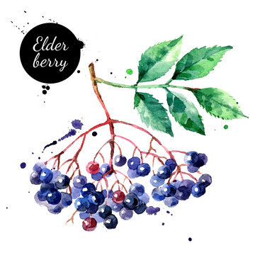 Watercolor hand drawn elderberry illustration. Vector painted sketch isolated on white background