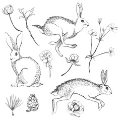 Graphic hare and herbs set.
