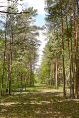 Fir and pine trees in a forest