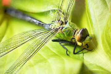 Dragonfly. Macro shooting. Close-up. Parts of the insect in magnification. Macro world.