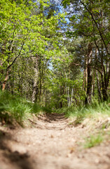Trail in a fir and pine tree forest