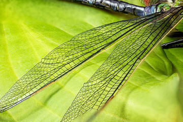 Dragonfly. Macro shooting. Close-up. Parts of the insect in magnification. Macro world.