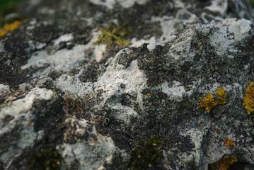 Old gray stone covered with moss.