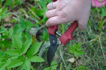 female hand with pruning shears