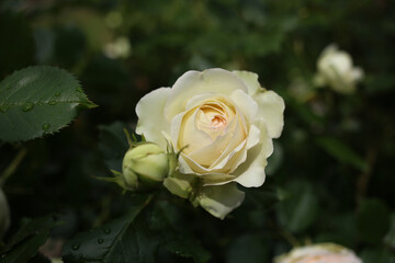 Obraz premium Fresh, wet, beige rose with raindrops on the surface in the garden.
