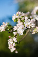 blooming apple tree, apple flowers, Apple orchard