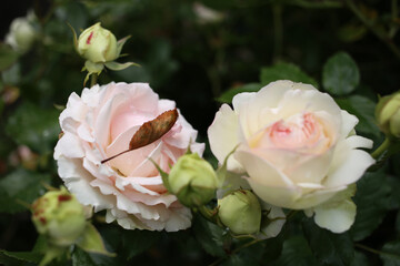 Two white roses with a pink tint in the garden after a summer rain.