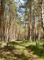 Fir and pine trees in a forest