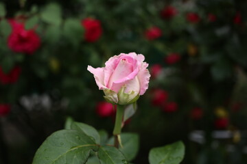 A fresh young pink rose bud is slowly blossoming in the garden.