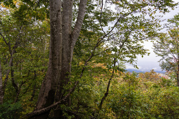 Fototapeta na wymiar 紅葉に染まるブナの森
