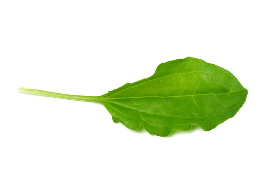 Green Plantain Leaf Isolated On White Background