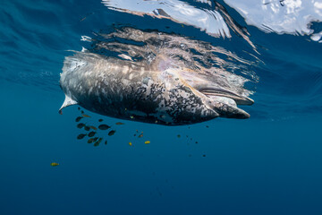 School of tropical fish sheltering under a dead common dolphin, Indian Ocean, Sri Lanka.