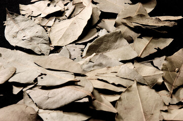 Dried bay leaves Close up