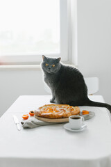 Apricot pie on the table and british cat. Home comfort and decor. Homemade cakes and coffee.