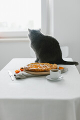 Naklejka premium Apricot pie on the table and british cat. Home comfort and decor. Homemade cakes and coffee.