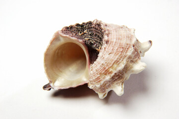 Sea Snail Shell on white background