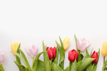 multi-colored tulips on a white background, spring flowers, flowers for march 8, background with flowers