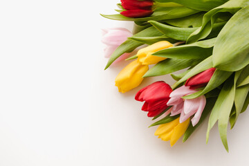 multi-colored tulips on a white background, spring flowers, flowers for march 8, background with flowers