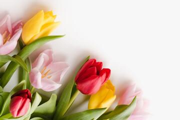 multi-colored tulips on a white background, spring flowers, flowers for march 8, background with flowers