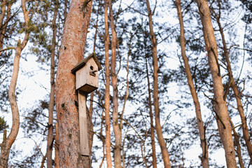 bird feeder on the tree, pine trunk, Pine forest