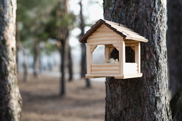 bird feeder on the tree, pine trunk, Pine forest