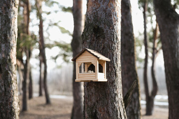 bird feeder on the tree, pine trunk, Pine forest
