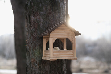 bird feeder on the tree, pine trunk, Pine forest