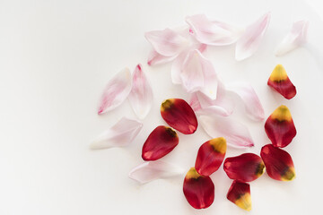 colored petals on white background, tulip petals on white background, color background