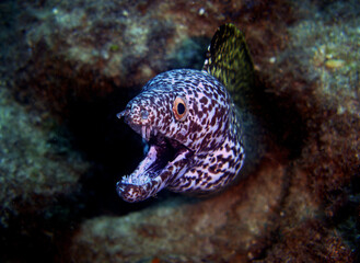Naklejka na ściany i meble underwater fish caribbean sea Venezuela