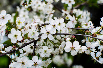 Delicate flowers of blooming cherry close-up. Beautiful blooming cherry orchard. Sakura.