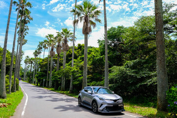 伊豆の南国のような道と車
