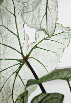 Close up of a white leaf