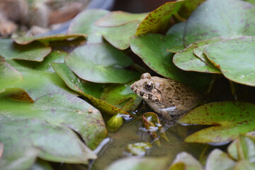 frog in the lotus pond / ミニ睡蓮に隠れるトノサマガエル